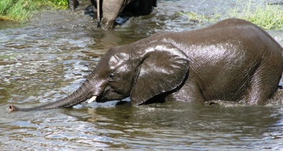 Young Elephant at Watering Hole in Kruger Park, Game Reserves, South Africa, Wildlife, Big 5